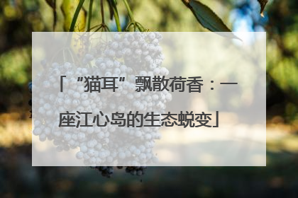 “猫耳”飘散荷香：一座江心岛的生态蜕变