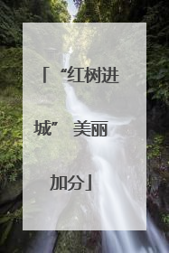 “红树进城” 美丽加分