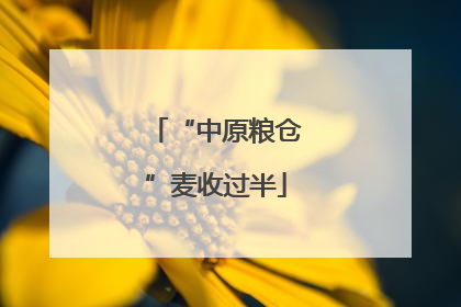 “中原粮仓”麦收过半