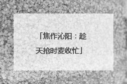 焦作沁阳：趁天抢时麦收忙