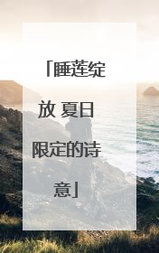 睡莲绽放 夏日限定的诗意