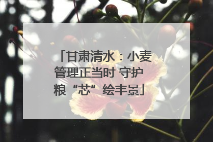 甘肃清水：小麦管理正当时 守护粮“芯”绘丰景