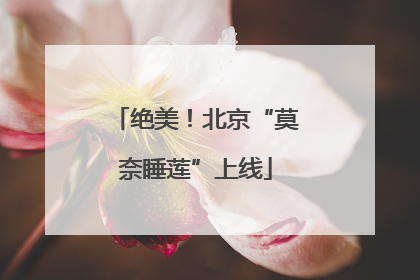 绝美！北京“莫奈睡莲”上线