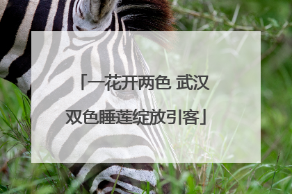 一花开两色 武汉双色睡莲绽放引客