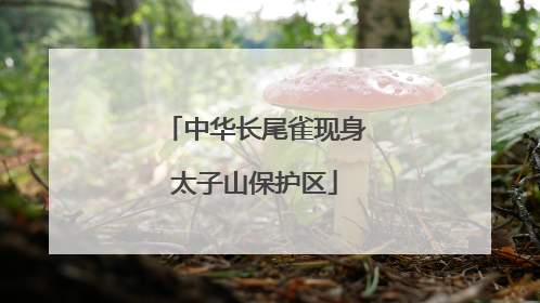 中华长尾雀现身太子山保护区