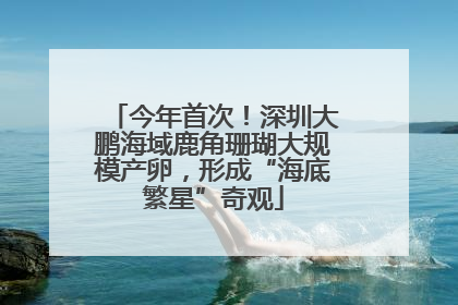 今年首次！深圳大鹏海域鹿角珊瑚大规模产卵，形成“海底繁星”奇观