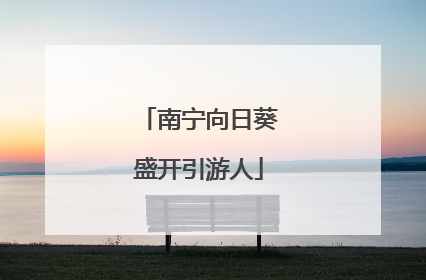 南宁向日葵盛开引游人