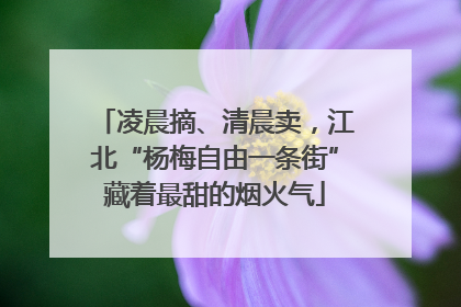 凌晨摘、清晨卖，江北“杨梅自由一条街”藏着最甜的烟火气