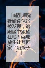 哺乳期猪獾偷食苞谷被发现，逃跑途中累瘫在地！就地放生让其回家“奶孩子”