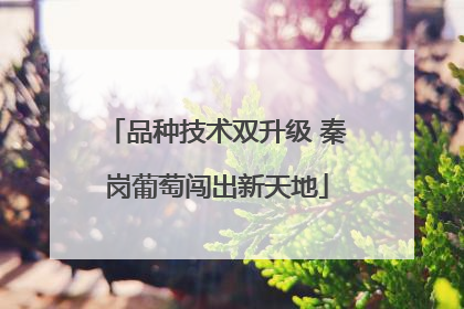 品种技术双升级 秦岗葡萄闯出新天地