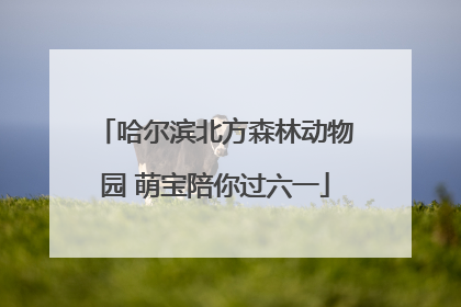 哈尔滨北方森林动物园 萌宝陪你过六一