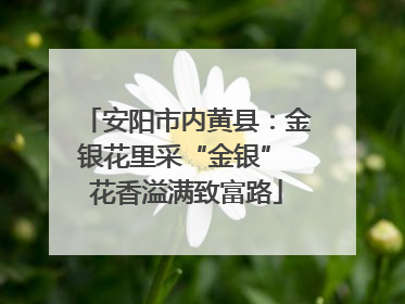 安阳市内黄县：金银花里采“金银” 花香溢满致富路