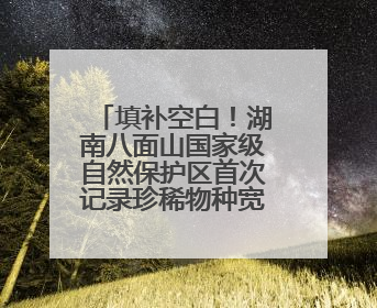 填补空白！湖南八面山国家级自然保护区首次记录珍稀物种宽距兰