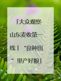 大众观察·山东麦收第一线丨“良种田”里产好粮