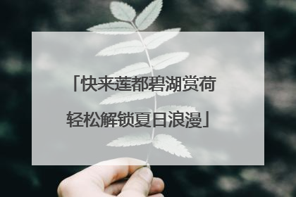 快来莲都碧湖赏荷 轻松解锁夏日浪漫