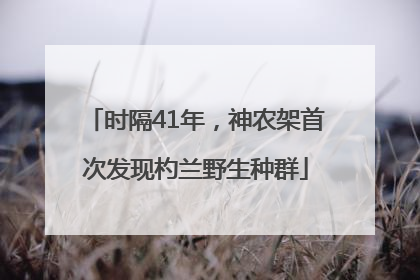 时隔41年，神农架首次发现杓兰野生种群