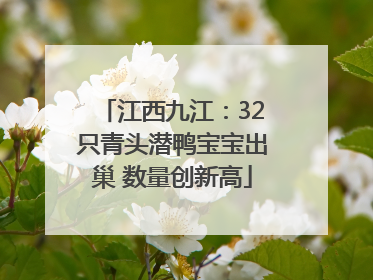 江西九江：32只青头潜鸭宝宝出巢 数量创新高