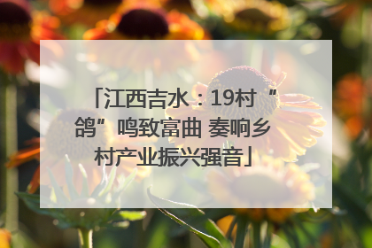 江西吉水：19村“鸽”鸣致富曲 奏响乡村产业振兴强音