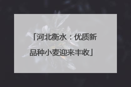 河北衡水：优质新品种小麦迎来丰收