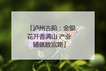 泸州古蔺：金银花开香满山 产业铺就致富路