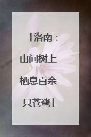 洛南：山间树上栖息百余只苍鹭