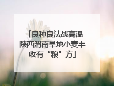 良种良法战高温 陕西渭南旱地小麦丰收有“粮”方