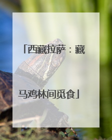 西藏拉萨：藏马鸡林间觅食