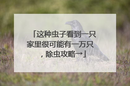 这种虫子看到一只家里很可能有一万只，除虫攻略→