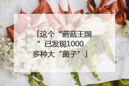 这个“蘑菇王国”已发现1000多种大“菌子”