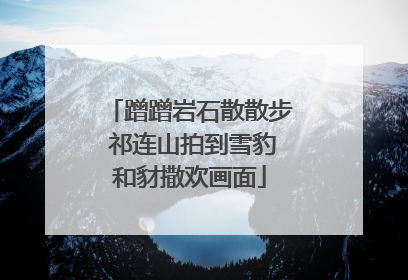 蹭蹭岩石散散步 祁连山拍到雪豹和豺撒欢画面