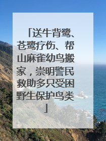 送牛背鹭、苍鹭疗伤、帮山麻雀幼鸟搬家，崇明警民救助多只受困野生保护鸟类