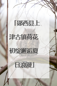 郧西县上津古镇荷花初绽邂逅夏日浪漫