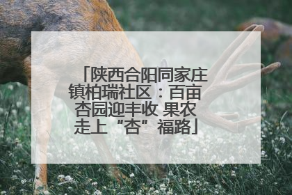 陕西合阳同家庄镇柏瑞社区：百亩杏园迎丰收 果农走上“杏”福路