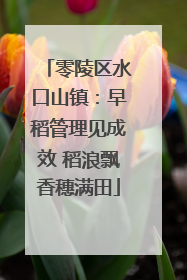 零陵区水口山镇：早稻管理见成效 稻浪飘香穗满田