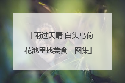 雨过天晴 白头鸟荷花池里找美食｜图集