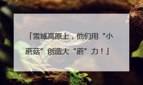 雪域高原上，他们用“小蘑菇”创造大“蘑”力！