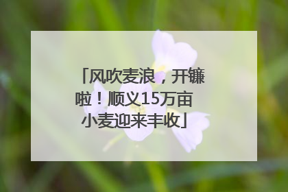 风吹麦浪，开镰啦！顺义15万亩小麦迎来丰收