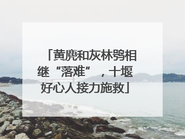 黄麂和灰林鸮相继“落难”，十堰好心人接力施救