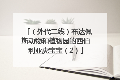 （外代二线）布达佩斯动物和植物园的西伯利亚虎宝宝（2）