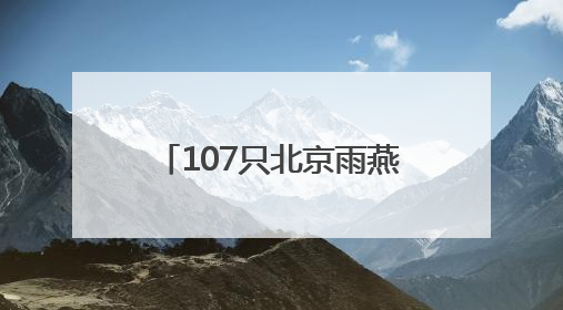 107只北京雨燕完成年度“体检”